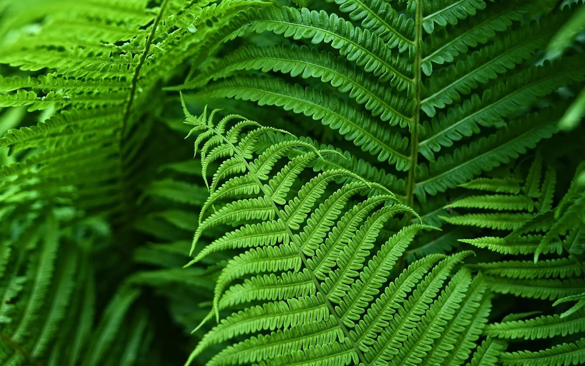 uv resistant lifelike artificial boston fern outdoor decor