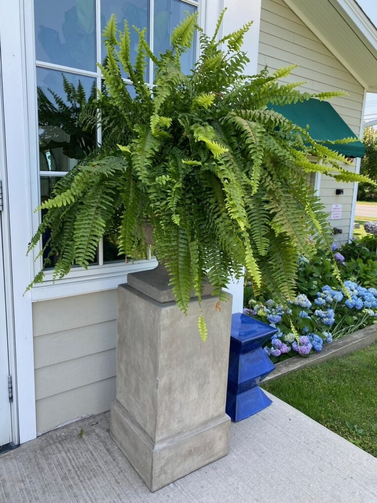 uv resistant lifelike artificial boston fern outdoor decor