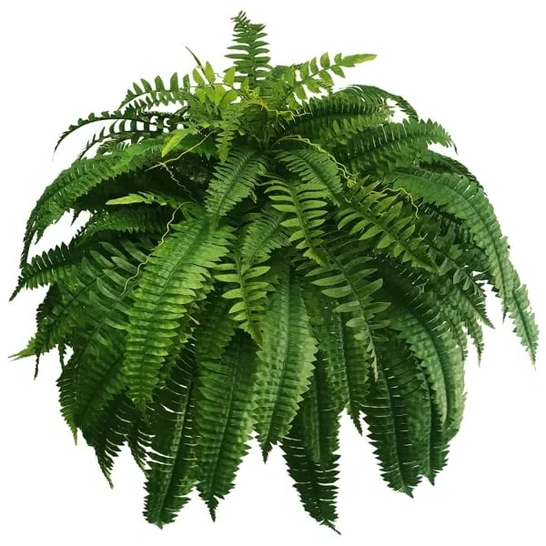 uv resistant lifelike artificial boston fern outdoor decor